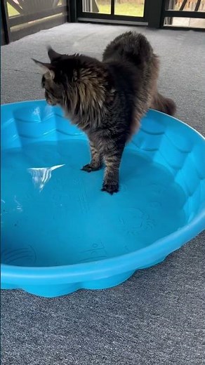 Fun Facts about Main Coon Cats 😺🐈#shorts #cat
