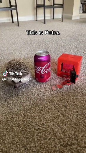 cutest.hedgehogs sur TikTok