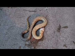 The Eastern hognose snake: An amazing defense mechanism design.