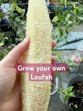 Grow your own Loofa/Sponge #luffa #loofah growing guide #organicgardening #gardening #springgarden