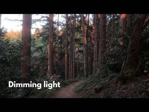 An Afternoon Forest Walk as the Light Slowly Fades | Quiet Steps ASMR