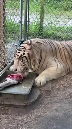 Hollywood eating a deer leg #tiger #eating #deer #animalrescue | The CARE Foundation
