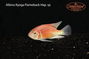 Albino Kyoga Flameback (Xystichromis sp.) - shop Imperial Tropicals