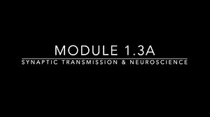 Module 1.3a Synaptic Transmision & Neurotransmitters