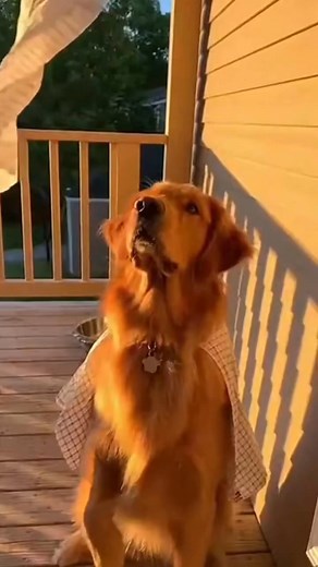 1.5K views · 55 reactions | Golden Hour Melodrama: Retriever vs The Wind  A #Golden Retriever turns sunset into a movie trailer on the porch. One rogue napkin takes flight, and this fluffy hero reacts like the world is ending. Stay to see the dramatic final pose. # | Golden Lovers | Facebook