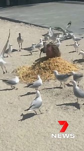 1.2M views · 3.9K reactions | A man has covered himself in hundreds of hot chips after burying himself in the sand at Surfers Paradise Beach. The stunt attracted dozens of seagulls, with a couple of bin chickens also sniffing around for a cheeky chip. 7NEWS Gold Coast at 5.30pm and 6pm. More local news: 7news.com.au/news/gold-coast #7NEWS | 7NEWS Gold Coast | Facebook