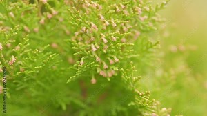 Coniferous Plant. Evergreen Tree Branch. Beautiful Green Platycladus Orientalis.
