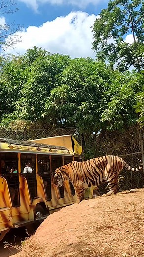 Meet TOM at the Tiger Safari Ride Attraction! 🐯 #ZoobicSafari #tigers #bigcats #tigersafariride #tigersafari #FindYourHappyNest #iLoveFUNtasticSubicBay #travellocalph #ZoomanityGroup #hospitalityallianceofsbfz #fypシ #everyone #AdventureAwaits #highlights | Zoobic Safari