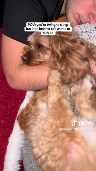 Big brother had enough of late night play times 😂😂💗 #cavapoo #cavoodle #cutedog #dogsoftiktok #funnydog #puppy #doodlesoftiktok #newpuppy #puppytiktok