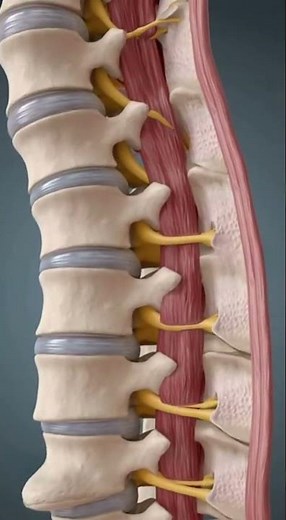 Spinal Nerve Protection Explained | How the Spine Safeguards the Nervous System