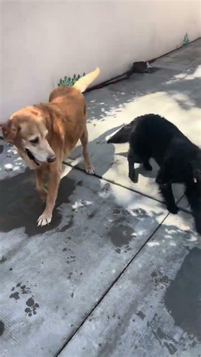 Duke and Raven playing very nicely together...so cute!