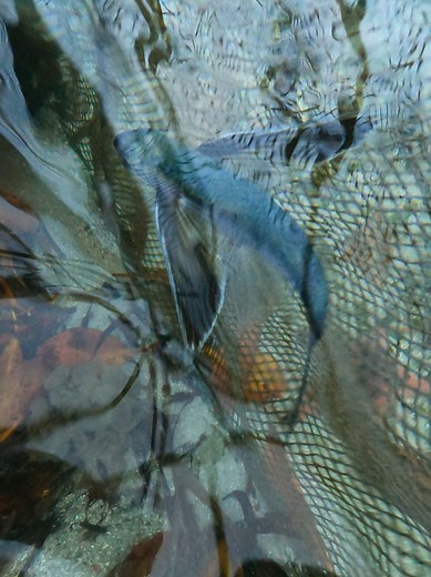 1.5K views · 18 reactions | Head shot flying fish. #reelskamomho | Joshua Evangelista Quiamco | Facebook