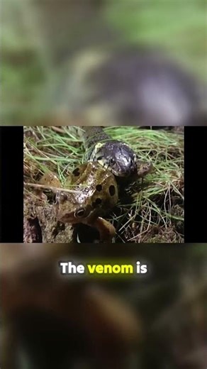 The Rear-Fang Problem: Why These Snakes Can't Strike