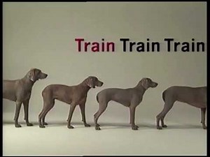 Sesame Street - Wegman’s Dogs: T for Train