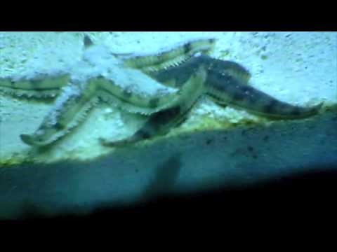 Starfish mating