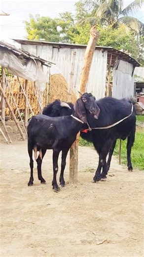 14K views · 64 reactions | Profitable Goat Farming Strategies for Beginners। Bokra Farm #reelsvideo #reel #reels #shorts #viralreel #Reel 28sep e1 | Bokra Farm | Facebook