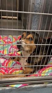 Update: Adopted! It's me, Tucker.....waiting since 2018...🤯 How much longer like this? Our furry friend, Tucker, is back due to no fault of his own...😢 Tucker is an 8-year-old hound mix with a sweet and cautious personality. Tucker has not had it very easy. He was surrendered to us back in 2018 due to an incident in the home. He stayed at the shelter until Feb. 2024, but ultimately wound up back at the shelter in December, 2024 (due to no fault of his own.) In fact, we have seen great improvem