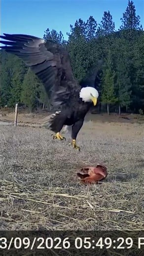 Bald Eagle Gets Spooked and This Happened...
