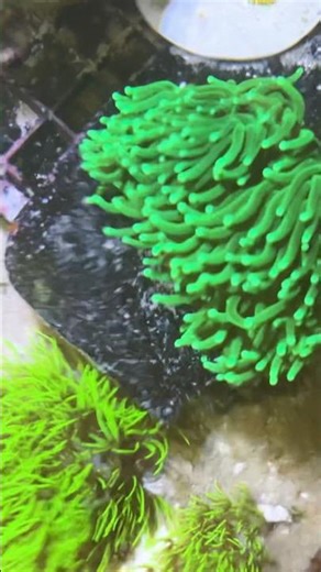 Still on one. A reefing journey. #corals #aquarium #harfcutcorals