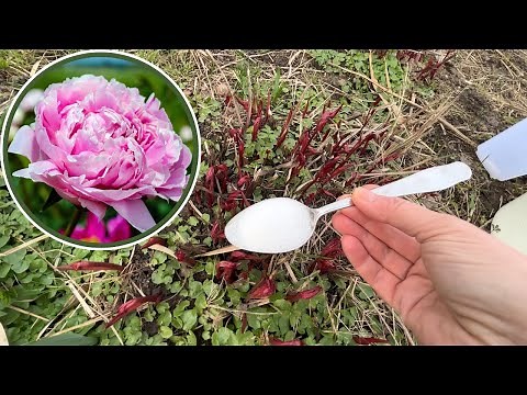How to fertilize peonies in spring?