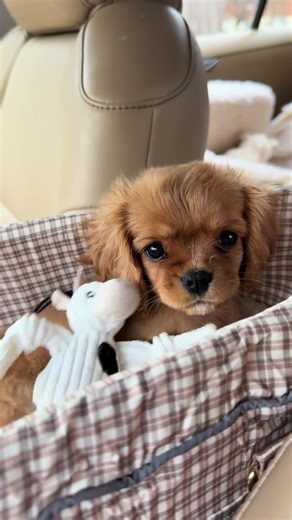 These precious Cavalier King Charles Spaniel puppies are ready to steal your heart. They have been raised with care and affection and are incredibly loving and gentle. Cavaliers thrive on companionship and are happiest when by your side. We are looking for responsible, loving homes only. #texascheck #arizona #newmexicocheck #californiaadventure #floridacheck