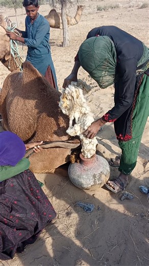 Traditional Camel Grooming in Desert | Amazing Camel Hair Removing Scene 🐪✨