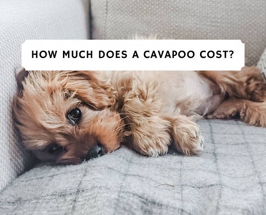 How Much Does a Cavapoo Cost? - We Love Doodles