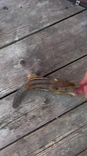 Adorable Chipmunk Engaging with Its Environment