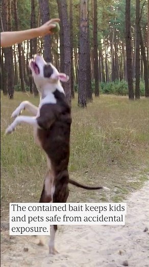 Termite Control: 3 Eco-Friendly Ways to Save Your VA Home #Shorts