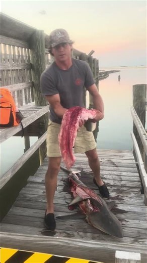 BLACKTIP SHARK Fillets #fishing #gulfofamerica #shark