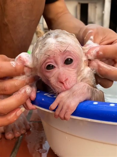 Bibi the Monkey Enjoys a Bath and Climbing Fun