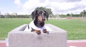 121K views · 6.1K reactions | The 100m Dachshund Dash!-Wiener Dog Race! . . . . Crusoe the Celebrity Dachshund | Dachshund World | Facebook