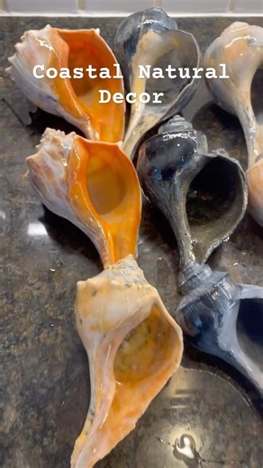 Natural Coastal Shells for Decor