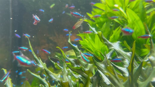 2.5K views · 36 reactions | Check out the shimmering and glowing Cardinal Tetras in Freshwater Falls during #UnderwaterPumpkinGLOW. These little fish are flashes of color with stripes that appear to glow when the light hits them. SAVE when you get your tickets in advance: https://bit.ly/3lXvryZ | Newport Aquarium | Facebook