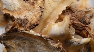 Chinese herb medicine of Angelicae Sinensis Radix or Chinese Angelica rotating close up