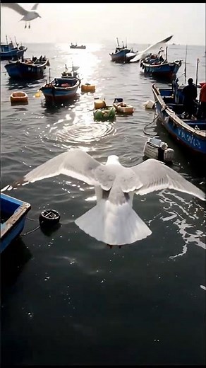 “Flying Over Ocean Like a Seagull 🐦 POV!”
