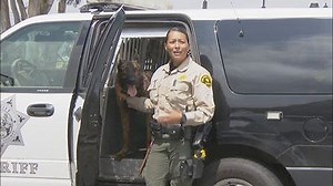 San Diego Sheriff's Department working to recruit more women