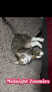 The midnight zoomies is presented by Rosie the Tabby cat 🐱 #catleidoscopestudios #catlovers #catsoffacebook #orangecat #cats | CatleidoscopeStudios
