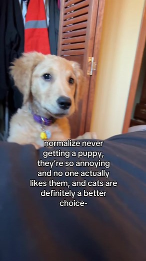 Cats vs. Puppies: The Ultimate Pet Debate