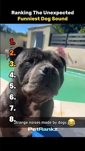 Ranking The Unexpected Funniest Dog Sounds 😂😆