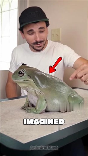 The Biggest Frog in the World? Meet Dumpy! 🐸 #BiggestFrog #DumpyFrog