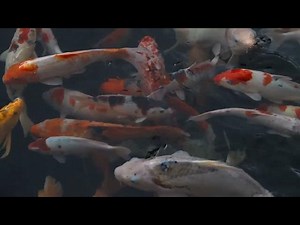 Koi Fish Temperature Preferences: Creating the Perfect Pond Environment