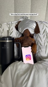 Me 🤝🏼 my dog . . . . . #dachshund #sausagedog #funnydogvideos #dogmum #dachshundoftheday #dogoftheday #funnydogs #sillydog #funnydogvideo #dogreel #dogreelsdaily | linkthesausage