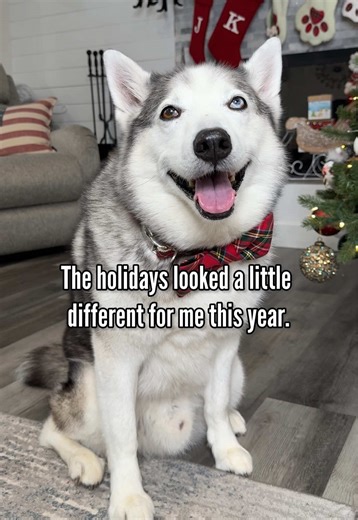 Christmas doesn't have to look the same every year to still feel special. As long as there is family, love and ofcourse a few extra presents, it's a pretty perfect holiday. Christmas looked a little different for us this year. Me and Champ when to my parents house while Mr Becky, Tyson and Teddy stayed back home. Teddy is too young to stay home for an extended amount of time unfortunately. I brought Champ with me bc he loves going to my parents house. #husky #puppy #dogs #christmas