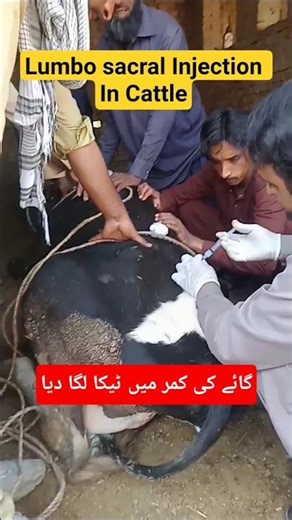 #funny #cow #vet #animals #farming #dairy #treatment #viral #best #bull #cattle #vetcare