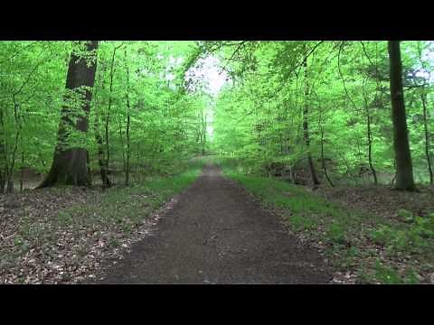 Background forest/Wald green screen