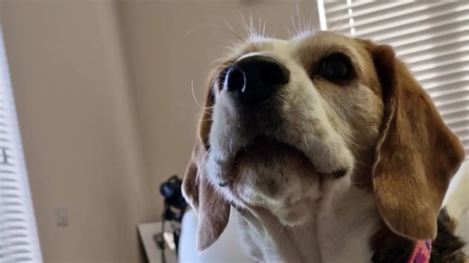 Beagles pick the scariest movie and it’s hilarious
