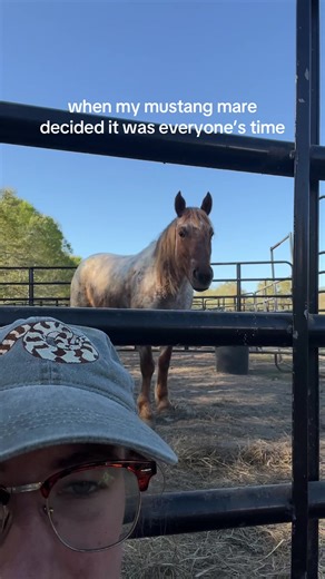 Meet My New Wild Mustang Mare