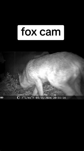 #wildlife #fox #foxlady