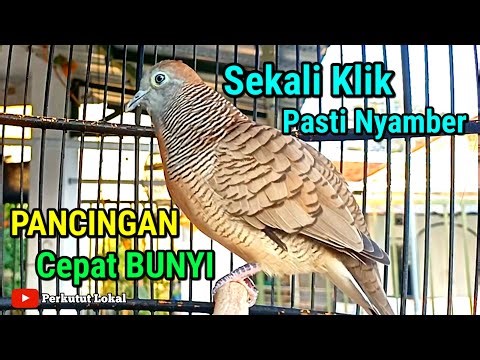 Perkutut lokal gacor Suara Kecil Pancingan Paling Ampuh Untuk Perkutut Bahan dan Ombyokan #perkutut